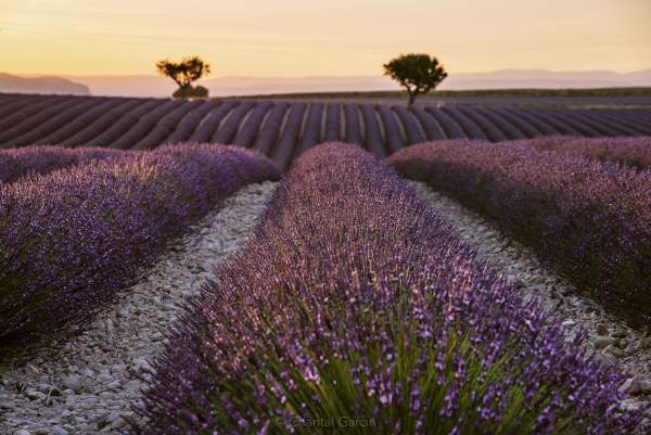 Champs de lavande en Provence 